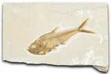 Detailed Fossil Fish (Diplomystus) - Wyoming #340126-1